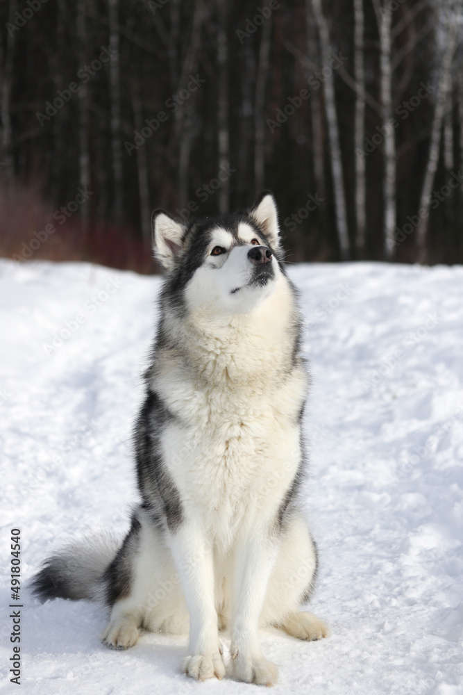 An adult dog of the Alaskan Malamute breed sits on a forest path in winter in sunny weather looks up at the sky vertical photo