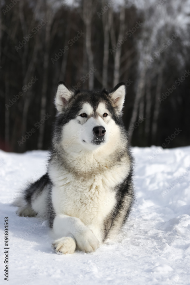 An adult dog of the Alaskan Malamute breed lies on a forest path in winter in sunny weather looks to the side vertical photo