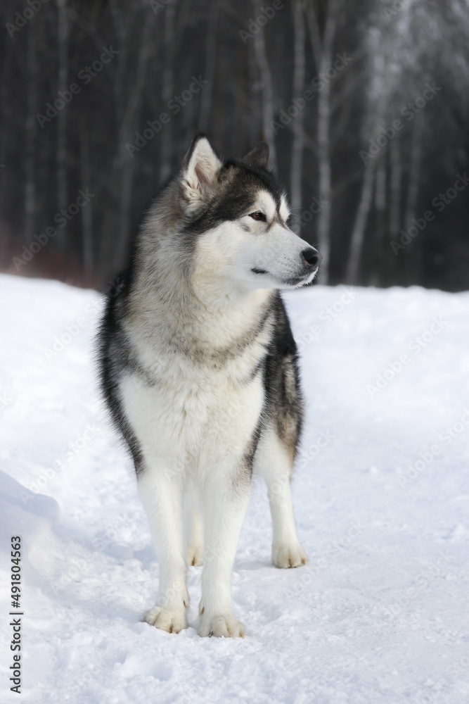 An adult dog of the Alaskan Malamute breed stands in profile on a forest path in winter in sunny weather, vertical photo