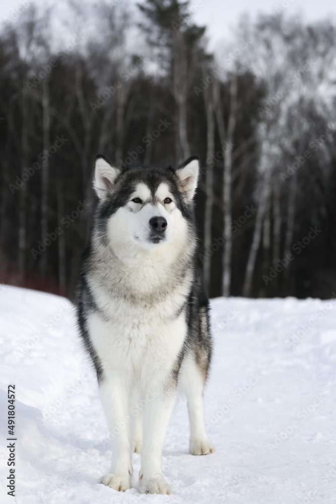 An adult dog of the Alaskan Malamute breed stands on a forest path in winter in sunny weather looking straight ahead vertical photo