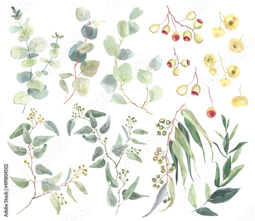 Watercolor eucalyptus branches  hand drawn eucalyptus leaves and flowers clipart. Set of different types of eucalyptus. For creativity  scrapbooking  postcards  business cards  wedding decoration