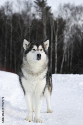 An adult dog of the Alaskan Malamute breed stands on a forest path in winter in sunny weather looking straight ahead vertical photo © Natalya