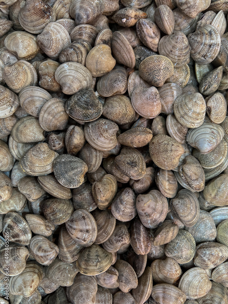 Various clams and squeaks, shells ,sea Various clams and squeaks, shells ,sea