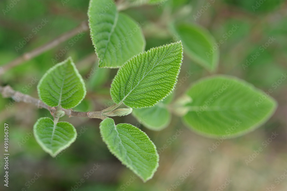 Natural background, young leaves of Viburnum lantana, the wayfare Natural background, young leaves of Viburnum lantana, the wayfare