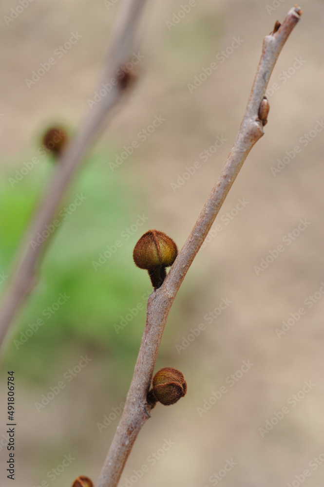 Azimina flower bud on a blurred natural green background, selective focus Azimina flower bud on a blurred natural green background, selective focus