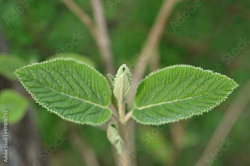 Natural background, young leaves of Viburnum lantana, the wayfare