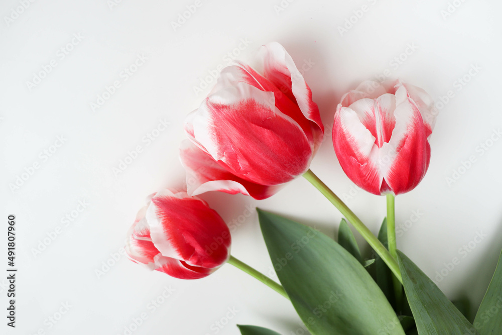 greeting card design. bouquet of tulips on a white background and space for text greeting card design. bouquet of tulips on a white background and space for text