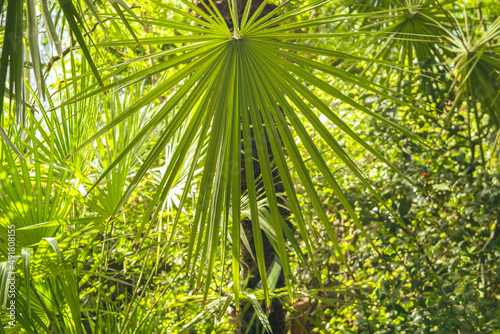 Palm leaves in the sun in the botanical garden