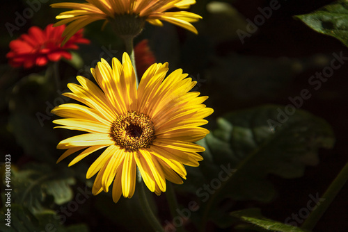 Gerbera yellow flower close-up on green background