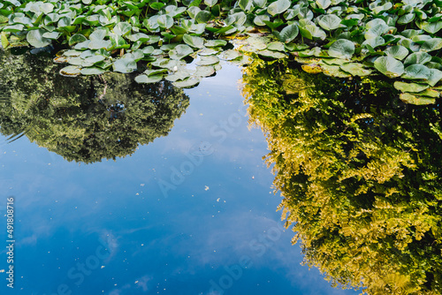 trees reflection on pond