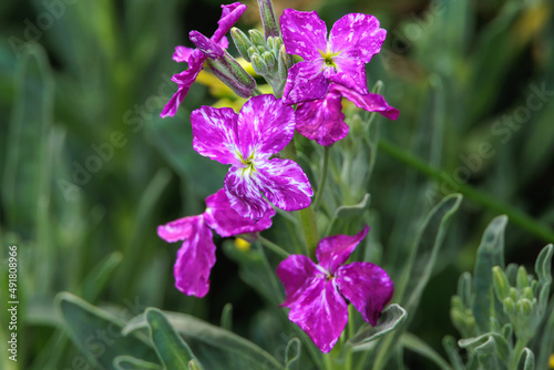 Fiori di violaciocca - pianta che cresce  spontanea nelle zona mediterranea