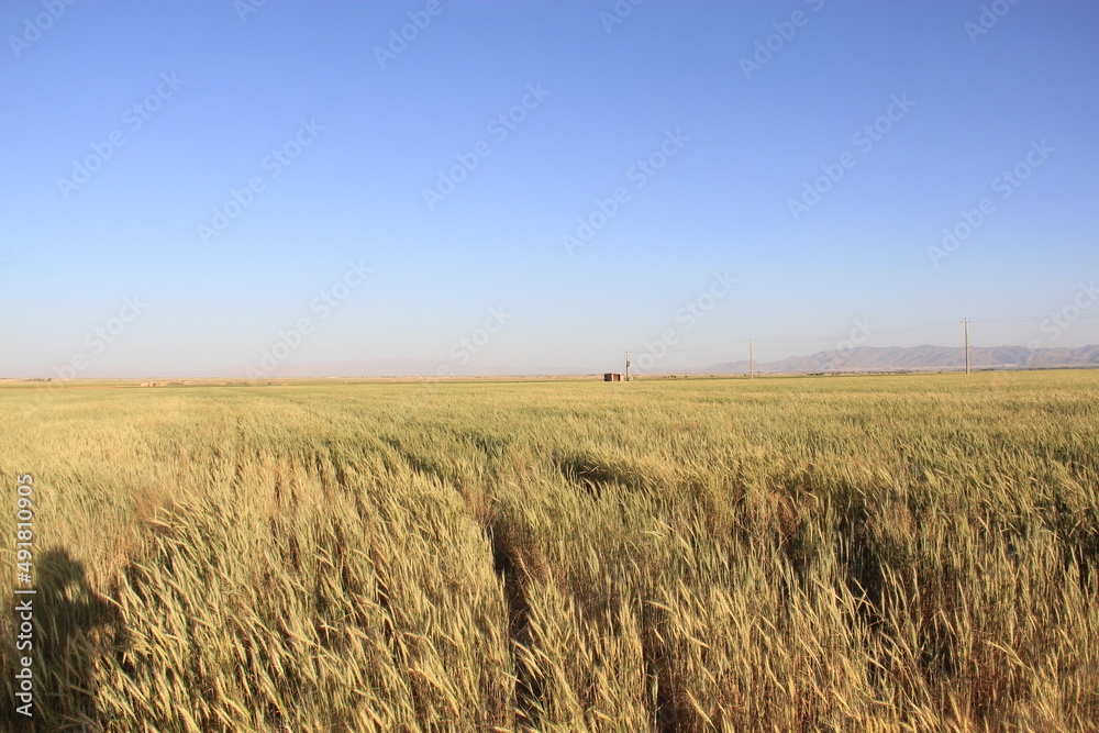 Fototapeta premium field of wheat
