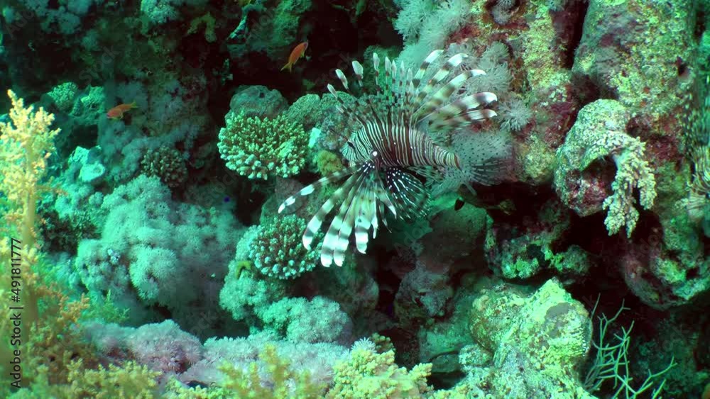 The colorful Common Lionfish (Pterois volitans) with widened fins slowly swims over corals. The colorful Common Lionfish (Pterois volitans) with widened fins slowly swims over corals.