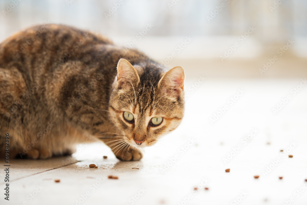 cute cat feeding with cat food on the ground.  curious cat looking at the camera. 