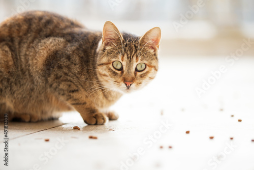 cute cat feeding with cat food on the ground. curious cat looking at the camera. 