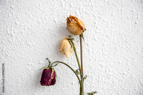 Dry rose flowers