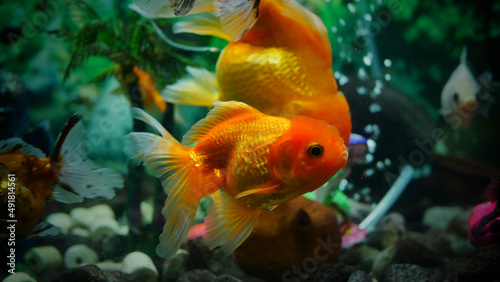 goldfish swimming in the aquarium with clear water, looks very beautiful 