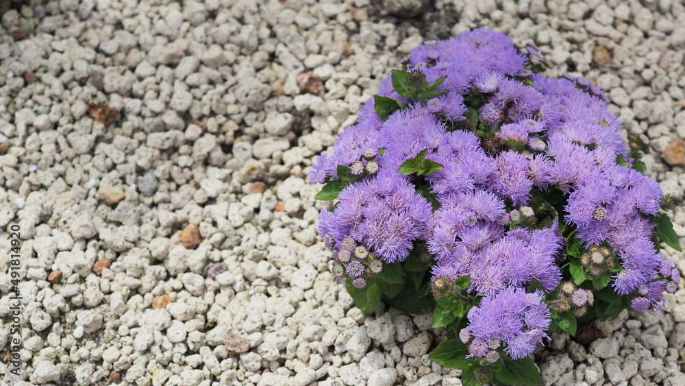 Obraz premium Floss flower in violet or purple color in garden with rocks at Hokkaido Japan.