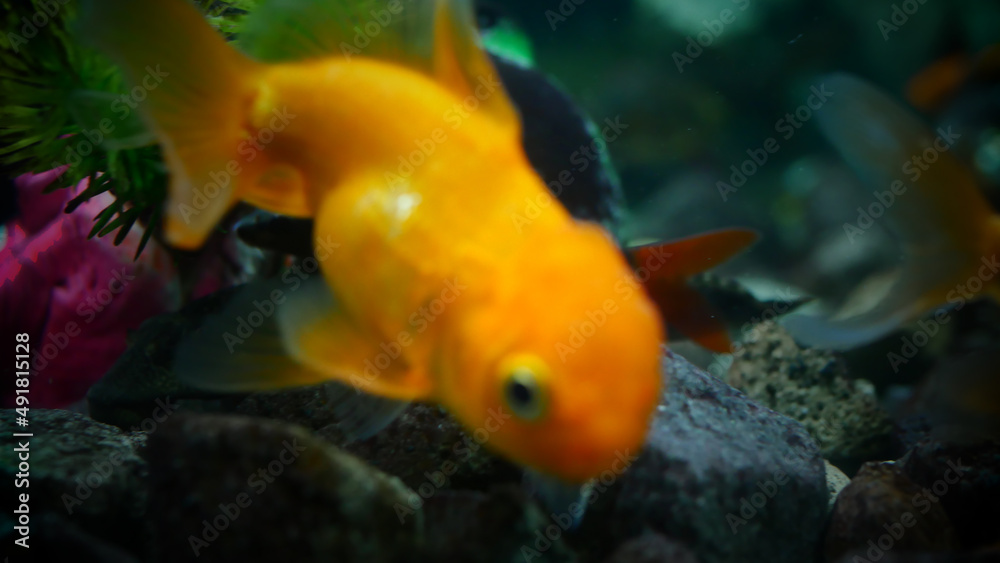 goldfish swimming in the aquarium with clear water, looks very beautiful goldfish swimming in the aquarium with clear water, looks very beautiful