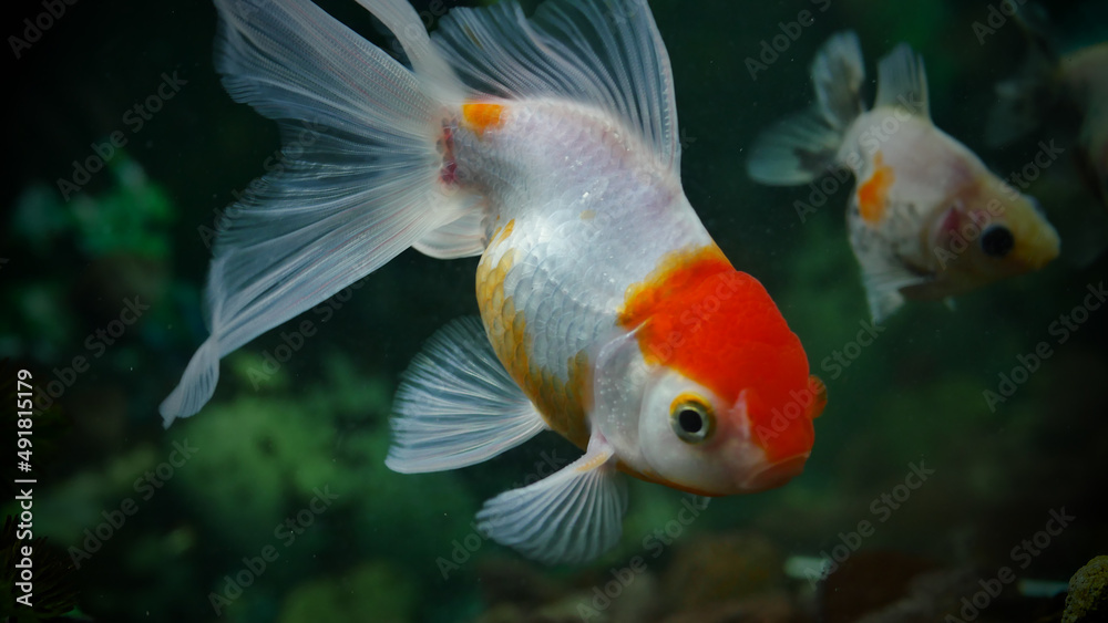 goldfish swimming in the aquarium with clear water, looks very beautiful goldfish swimming in the aquarium with clear water, looks very beautiful