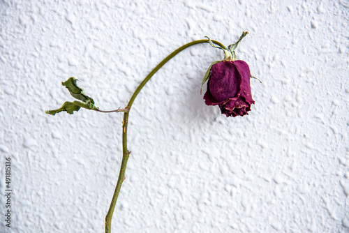 Dry rose flowers