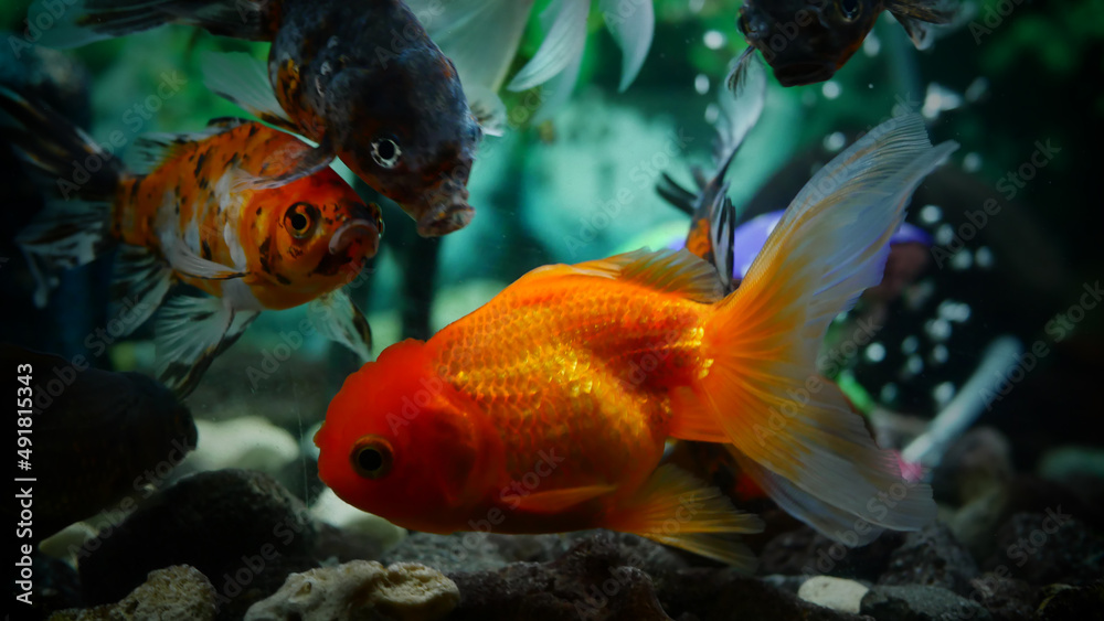 goldfish swimming in the aquarium with clear water, looks very beautiful goldfish swimming in the aquarium with clear water, looks very beautiful