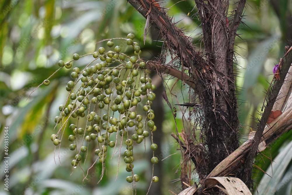 Still unripe green palm fruit acai or arecoideae euterpeae (euterpe oleracea) high on palm tree, edible healthy fruits in Amazon region near the village of Solimões, State of Pará, Brazil. Still unripe green palm fruit acai or arecoideae euterpeae (euterpe oleracea) high on palm tree, edible healthy fruits in Amazon region near the village of Solimões, State of Pará, Brazil.