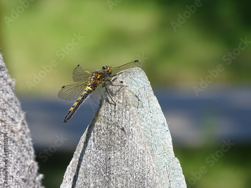 dragonfly on the fence © JuliyaIse