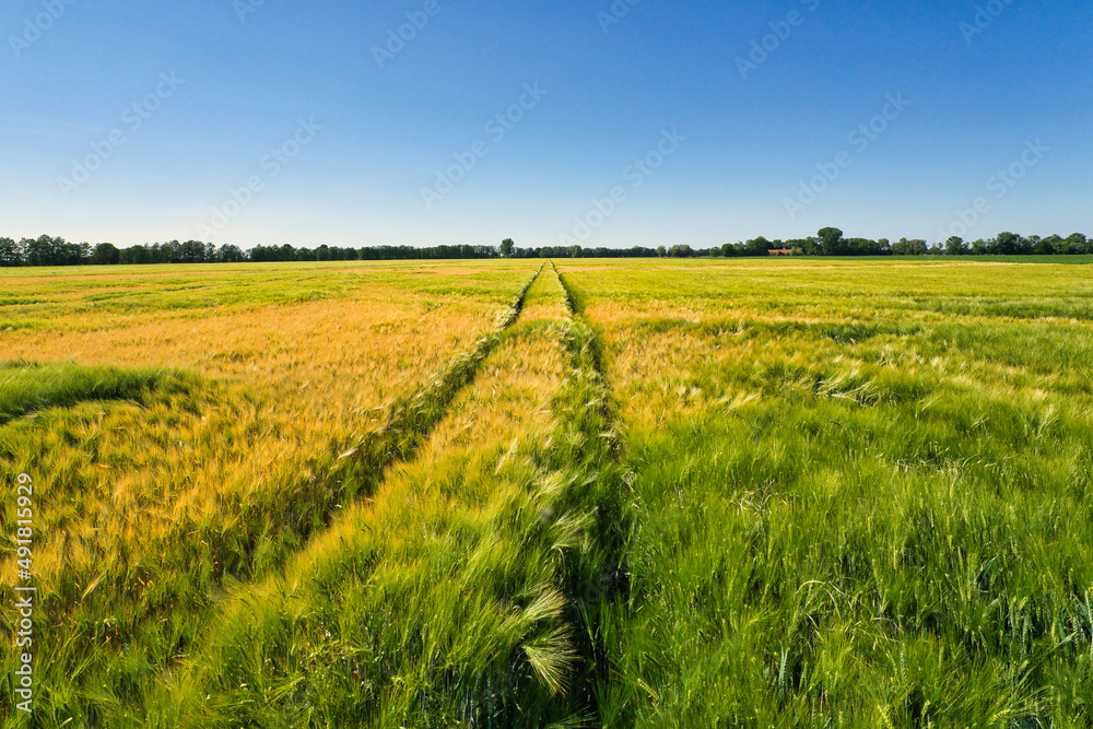 Beautiful agriculture field and blue sky in summertime in brandenburg