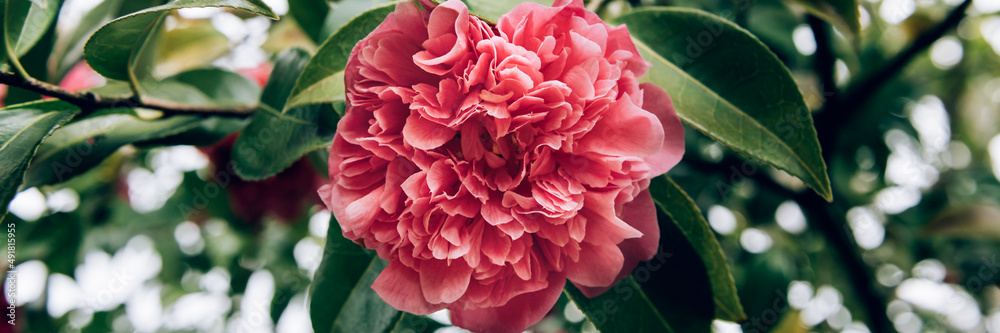 Beautiful Pink Evergreen Camellia Tree with Blooming Flowers during Springtime in English Garden, UK. Spring floral background Beautiful Pink Evergreen Camellia Tree with Blooming Flowers during Springtime in English Garden, UK. Spring floral background