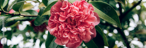 Beautiful Pink Evergreen Camellia Tree with Blooming Flowers during Springtime in English Garden, UK. Spring floral background