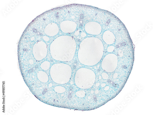 cross section cut slice of plant stem under the microscope – microscopic view of plant cells for botanic education