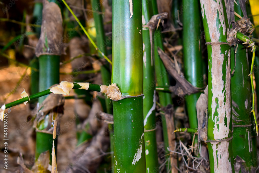 Young bamboo sprouts at agriculture bamboo farm. Young bamboo sprouts at agriculture bamboo farm.