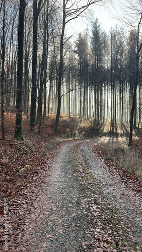 Forest Walk (Westerwald, Germany) © Daniel Hilgenberg