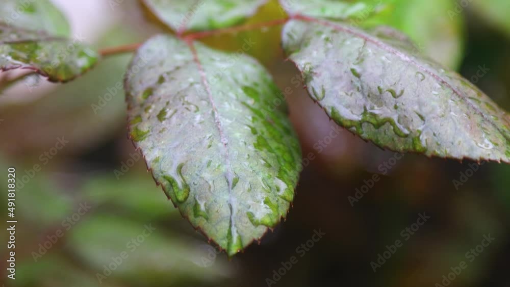 Autumn flowers and drops in the rain. Selective focus.	