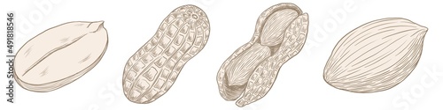 A set of contoured, hatched illustrations of peanuts on a white background