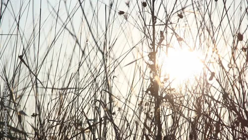 Field grass against the sky and the sun. The rays of the sun. Field grass against the sky and the sun. The rays of the sun.