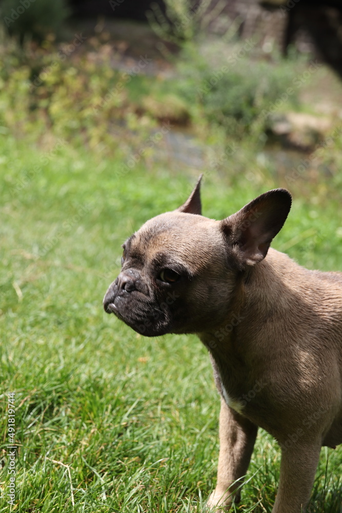 French Bully Model