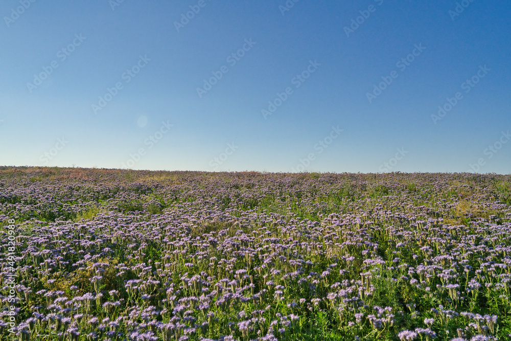 Blue phacelia, Phacelia tanacetifolia Benth, bloom on the plantation in germany in summer Blue phacelia, Phacelia tanacetifolia Benth, bloom on the plantation in germany in summer