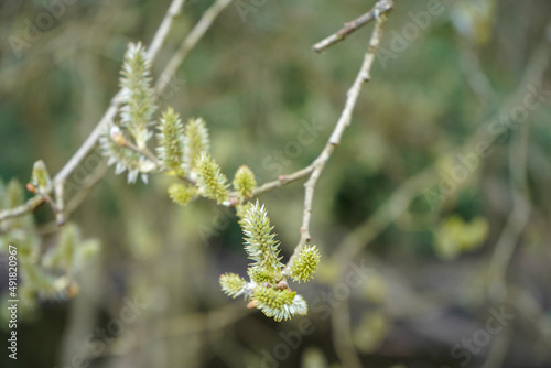 Close up of catkins growing on a tree branch in the spring  © Robert
