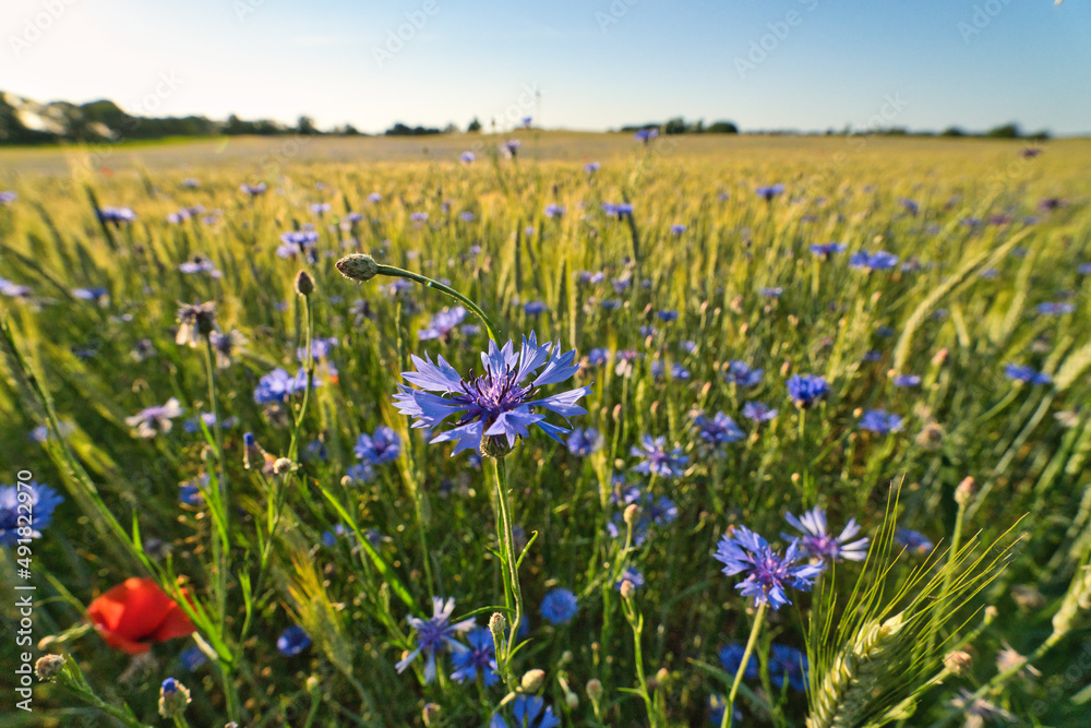 Field of rye and cornflowers on background of blue sky.