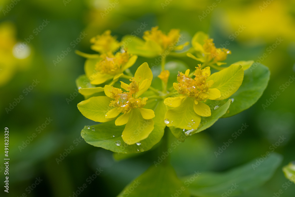 雨上がりの黄色いユーフォルビア
