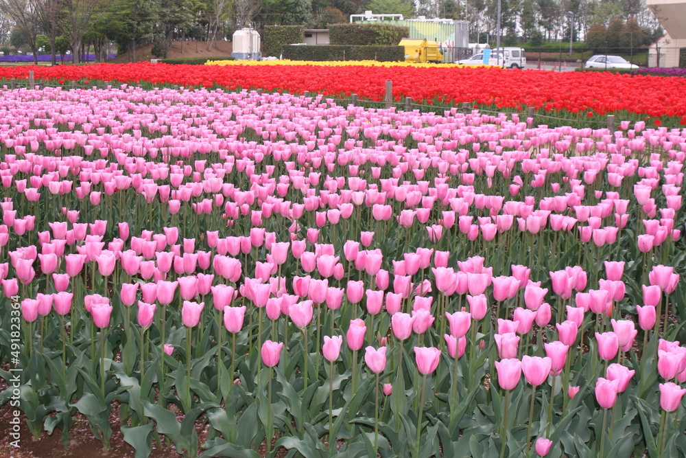 春のピンク色のチューリップ花壇4月　チューリップ　春　深谷花フェスタ　ガーデニング　花壇 　4月　5月