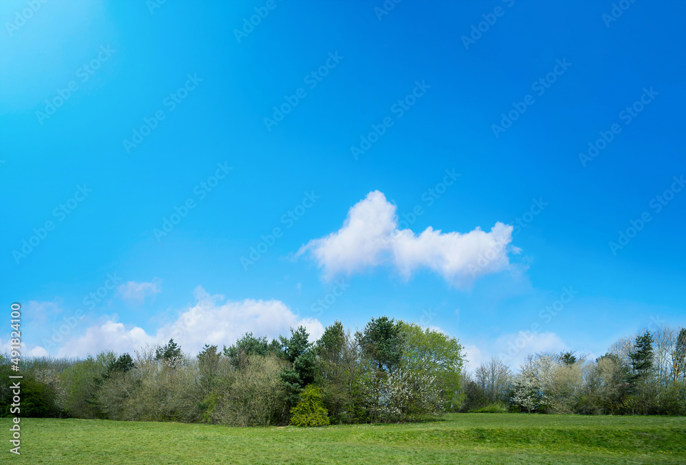 Natural landscape of eary spring with cherry tree, fluffy cloud on clear blue sky in morning, Horizontal beautiful environment public park with grass field and green forest trees in sunnySummer Natural landscape of eary spring with cherry tree, fluffy cloud on clear blue sky in morning, Horizontal beautiful environment public park with grass field and green forest trees in sunnySummer
