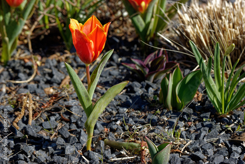 Feuertulpe