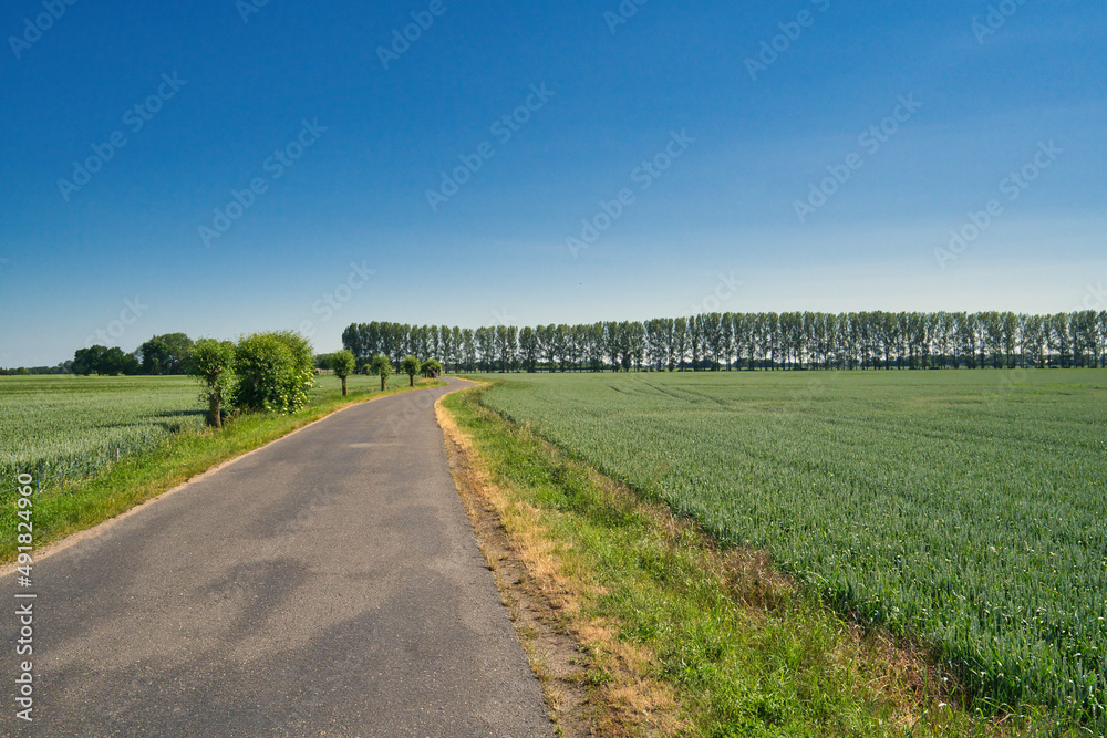 Beautiful agriculture field, street and blue sky in summertime in brandenburg