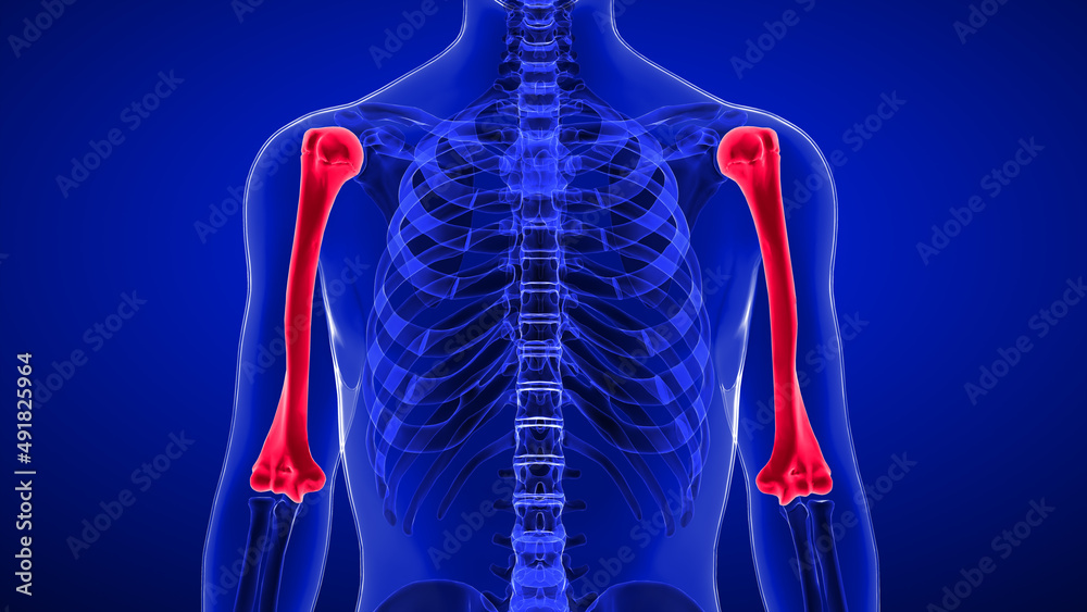 The humerus is a long bone in the arm that runs from the shoulder to