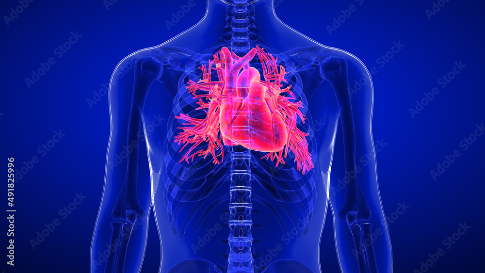 The heart is a muscular organ in most animals that pumps blood through