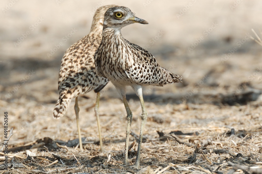 Kaptriele (Burhinus capensi), Spotted Thick-knee, in Namibia.