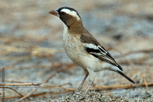 Ein Mahaliweber (Plocepasser mahali), White-browed Sparrow-Weaver, in Namibia.